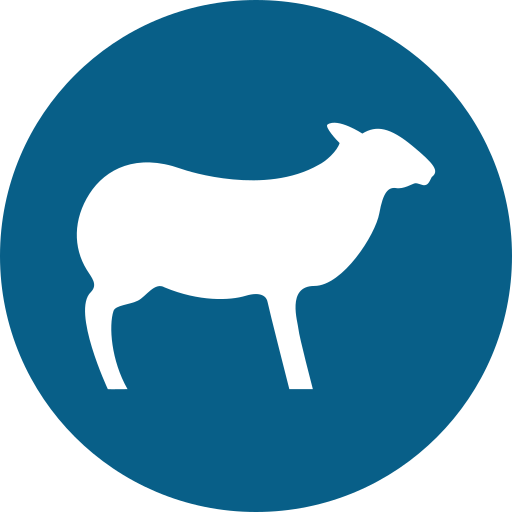 sheep looking right1