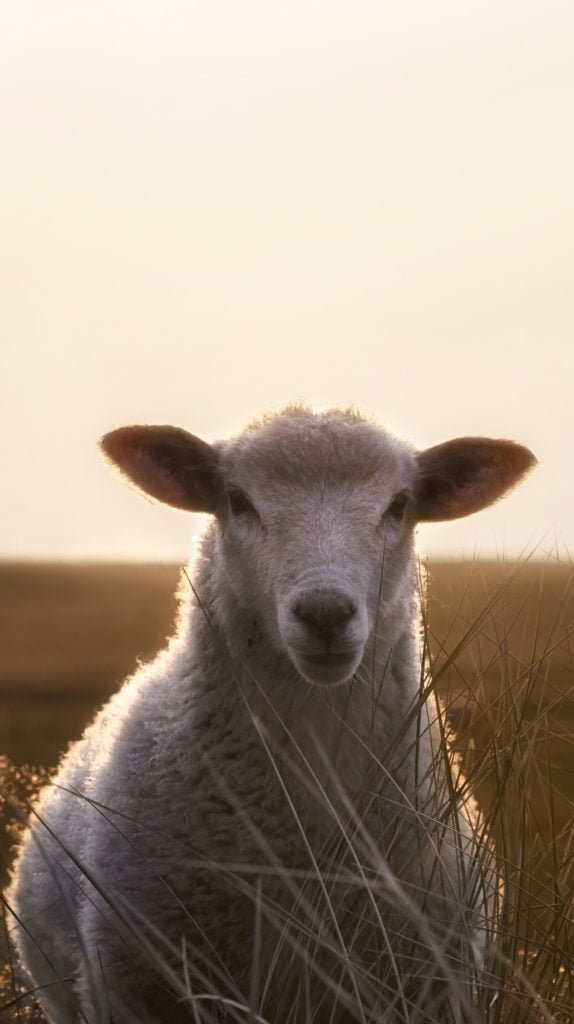 shutterstock 15467753632